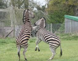 Ogród zoologiczny w Bristolu